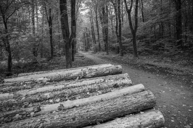 Bir Alman ormanında yaz sonu vakti