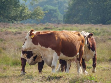 Haaksbergen yakınlarında Hollanda 'da yürüyüş