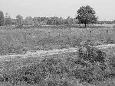 Haaksbergen yakınlarında Hollanda 'da yürüyüş