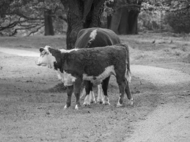 Haaksbergen yakınlarında Hollanda 'da yürüyüş