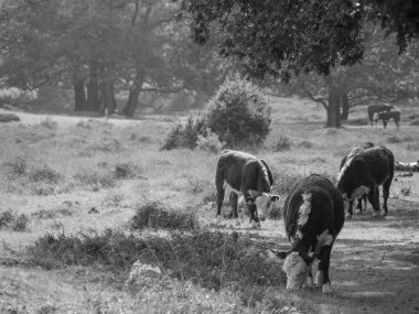 Haaksbergen yakınlarında Hollanda 'da yürüyüş