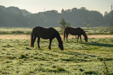Sabah vakti Westphalia 'da bir nehirde