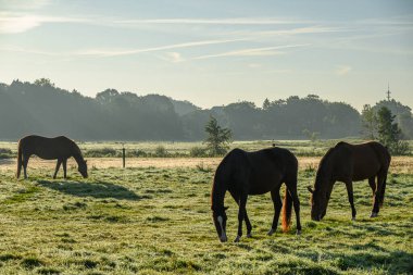 Sabah vakti Westphalia 'da bir nehirde