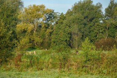 Sabahın erken saatlerinde Westphalia 'da bir nehirde