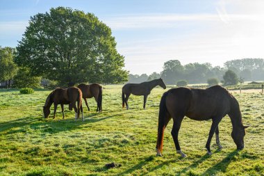 Sabahın erken saatlerinde Westphalia 'da bir nehirde