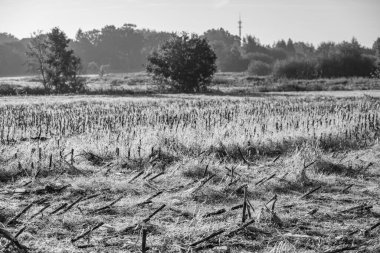 Sabahın erken saatlerinde Westphalia 'da bir nehirde