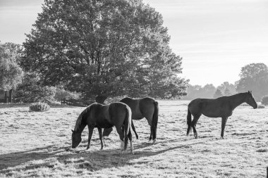 Sabahın erken saatlerinde Westphalia 'da bir nehirde