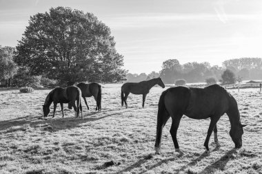 Sabahın erken saatlerinde Westphalia 'da bir nehirde