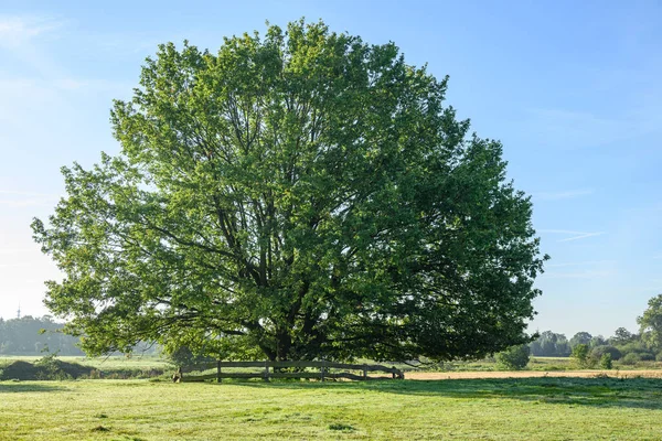 Sabahın erken saatlerinde Westphalia 'da bir nehirde