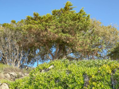 Yunanca Katakolon Plajı