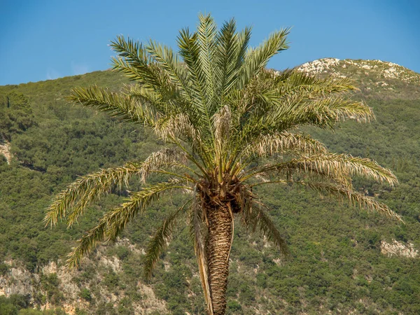 Yunan adası korfu.