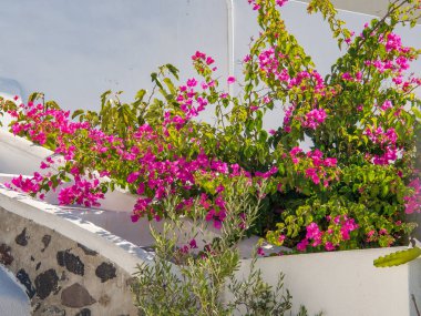 Yunanistan 'daki Santorin Adası