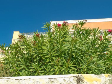 Yunanistan 'daki Santorin Adası