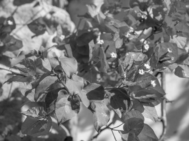 Yunan Adası santorini