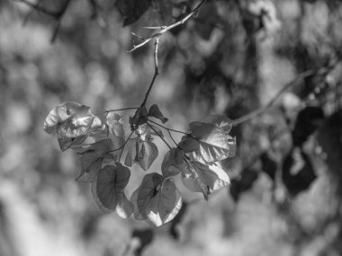 Yunan Adası santorini