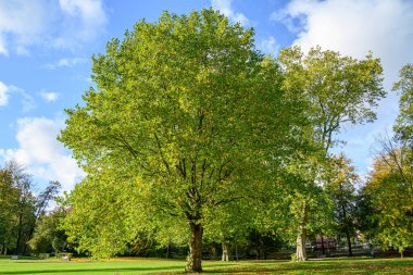 Westphalia 'daki Velen şehrinde sonbahar mevsimi
