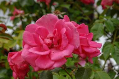 Alman bahçesinde güzel güller