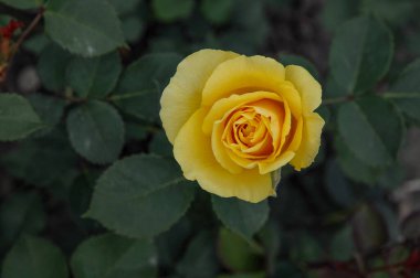 Alman bahçesinde güzel güller