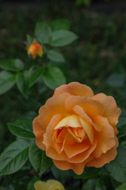 Alman bahçesinde güzel güller