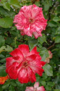 Alman bahçesinde güzel güller