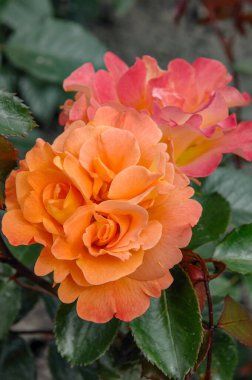 Alman bahçesinde güzel güller