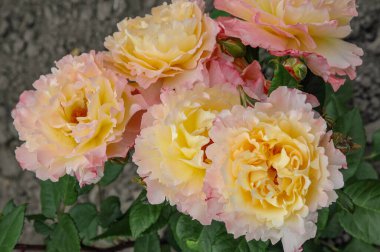 Alman bahçesinde güzel güller