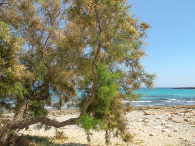 İspanya 'daki Mallorca adası