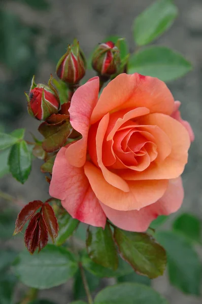 德国花园里美丽的玫瑰 免版税图库图片