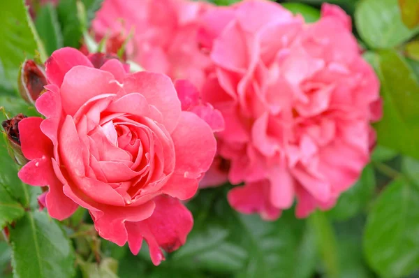 Gyönyörű Rózsák Egy Német Kertben Stock Kép