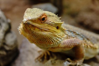 Almanca kertenkele ve yılan