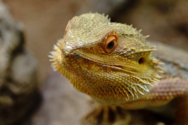 Almanya 'da kertenkele ve yılan