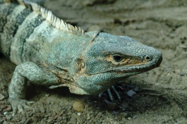 Almanya 'da kertenkele ve yılan