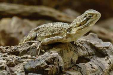Almanya 'da kertenkele ve yılan