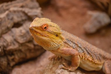 Almanya 'da kertenkele ve yılan