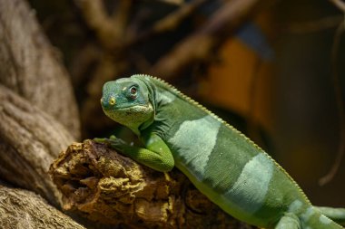 Almanya 'da kertenkele ve yılan
