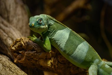 Almanya 'da kertenkele ve yılan