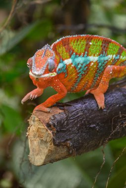 Almanya 'da kertenkele ve yılan