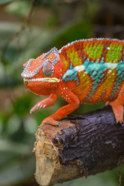 Almanya 'da kertenkele ve yılan