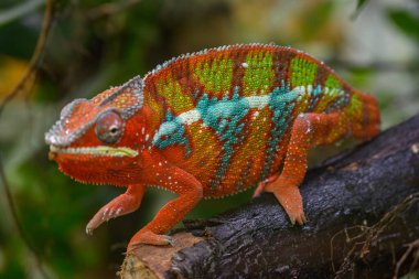 Almanya 'da kertenkele ve yılan