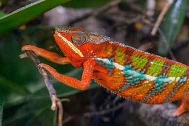 Almanya 'da kertenkele ve yılan