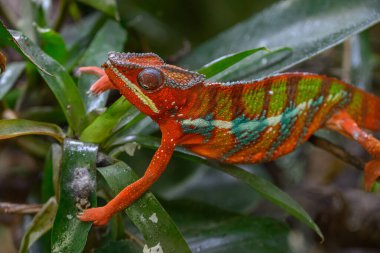 Almanya 'da kertenkele ve yılan