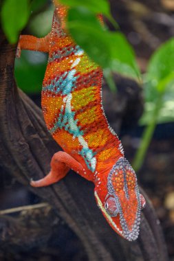 Almanya 'da kertenkele ve yılan