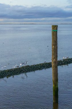 Kuzey denizindeki Wangerooge adası.