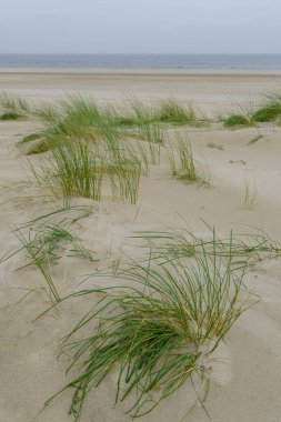 Kuzey denizindeki Wangerooge adası.