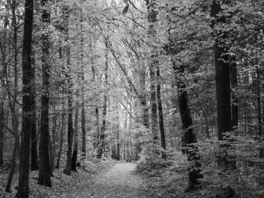 Alman ormanlarında sonbahar zamanı