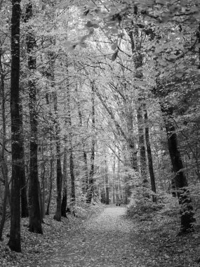 Alman ormanlarında sonbahar zamanı