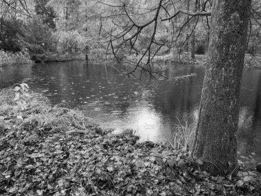 Alman ormanlarında sonbahar zamanı