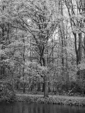 Alman ormanlarında sonbahar zamanı