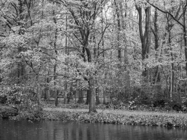 Alman ormanlarında sonbahar zamanı