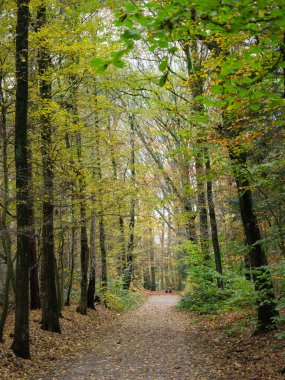 Alman ormanlarında sonbahar zamanı